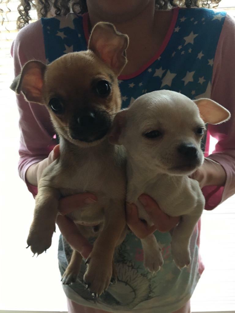 gumtree chihuahuas for sale